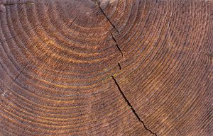 Heartwood vs. Sapwood: Understanding the Key Differences Heartwood